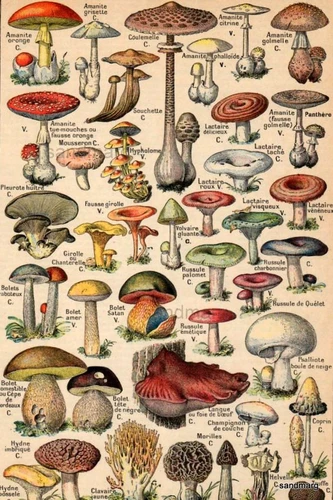 Paddenstoelen met boeketcadeau.nl